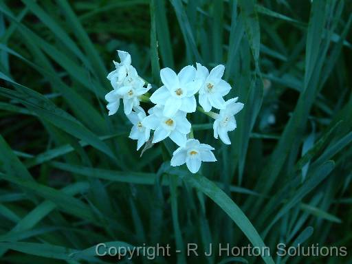 Jonquil Paper White 